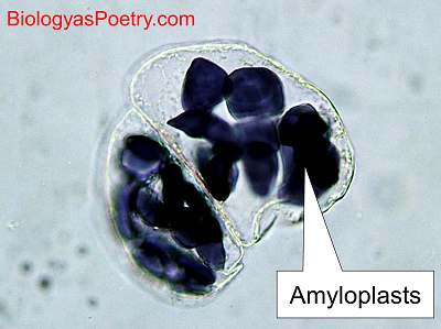 Amyloplast