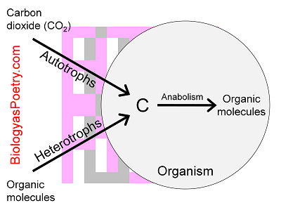 Carbon Source